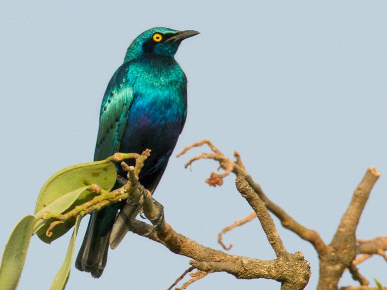 Bronze-tailed Starling - Lars Petersson
