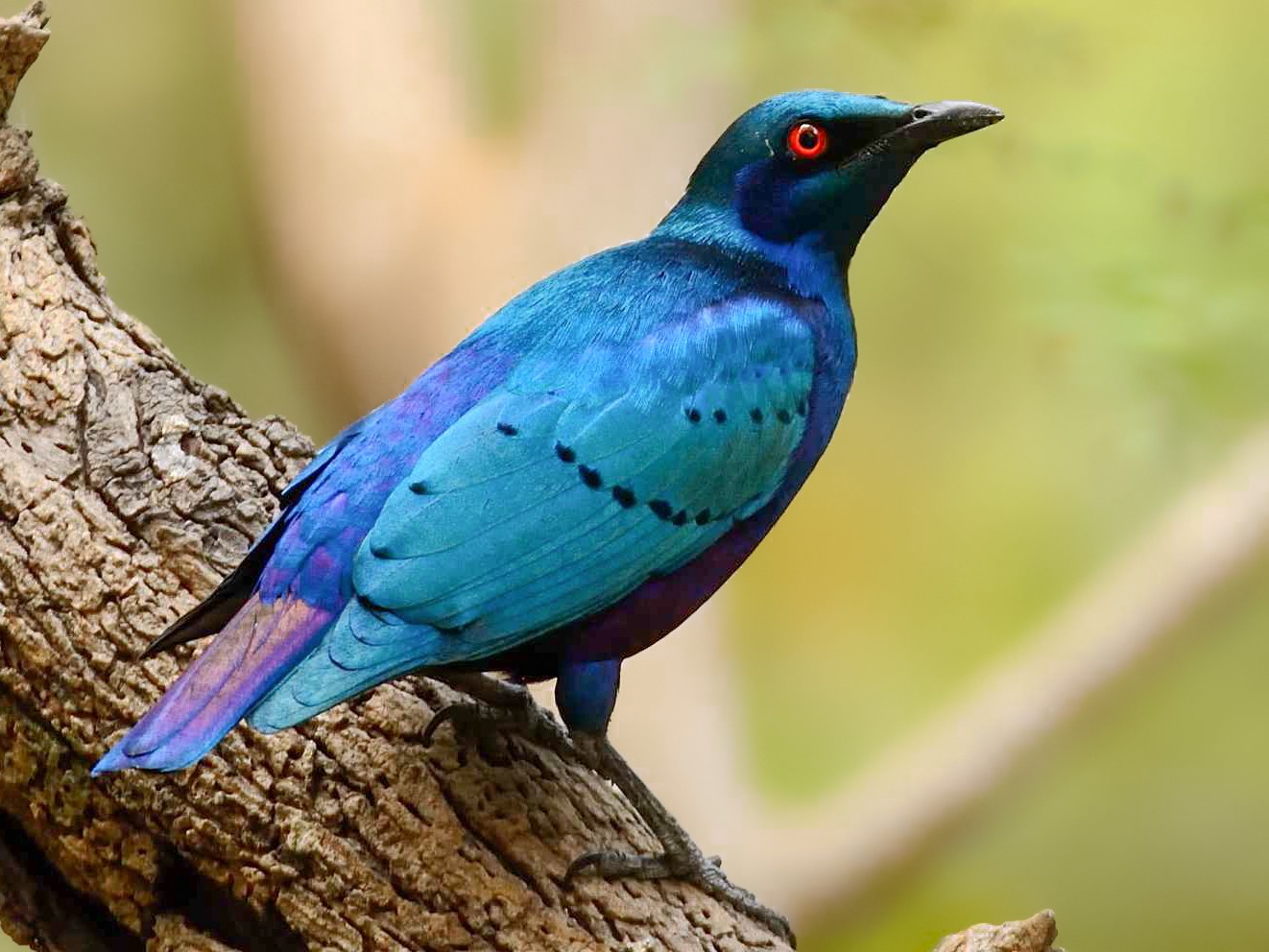 Bronze-tailed Starling - Eric francois Roualet