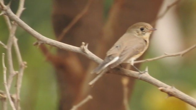 Red-breasted Flycatcher - ML257532591