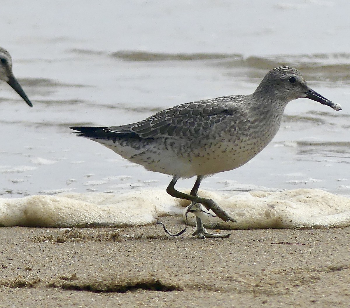 Red Knot - ML257532871