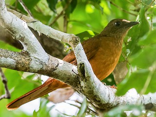 Red-tailed Ant Thrush - eBird