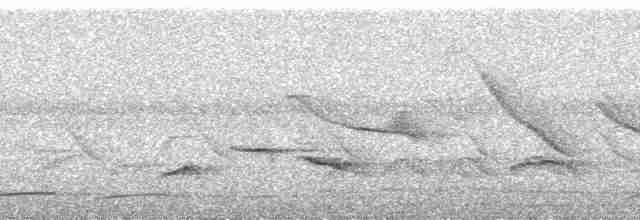 Анаперо-довгокрил рудочеревий - ML257534