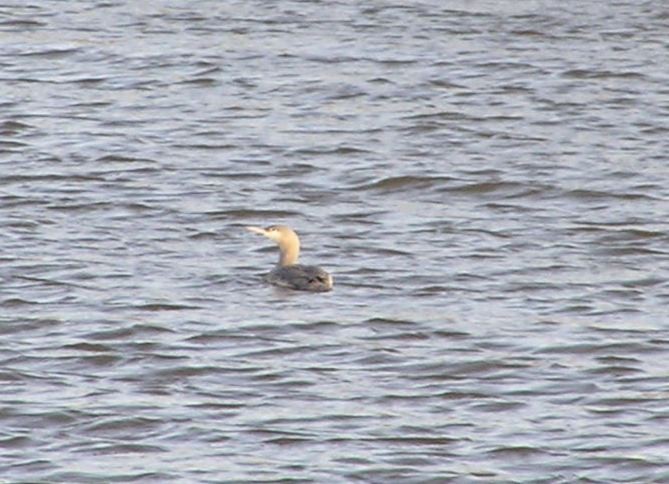 Red-throated Loon - James (Jim) Holmes