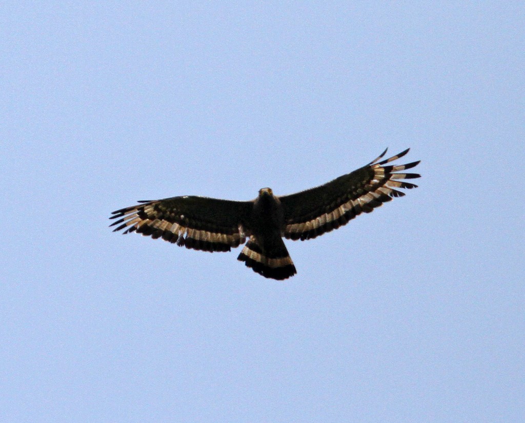 Crested Serpent-Eagle - ML257535961