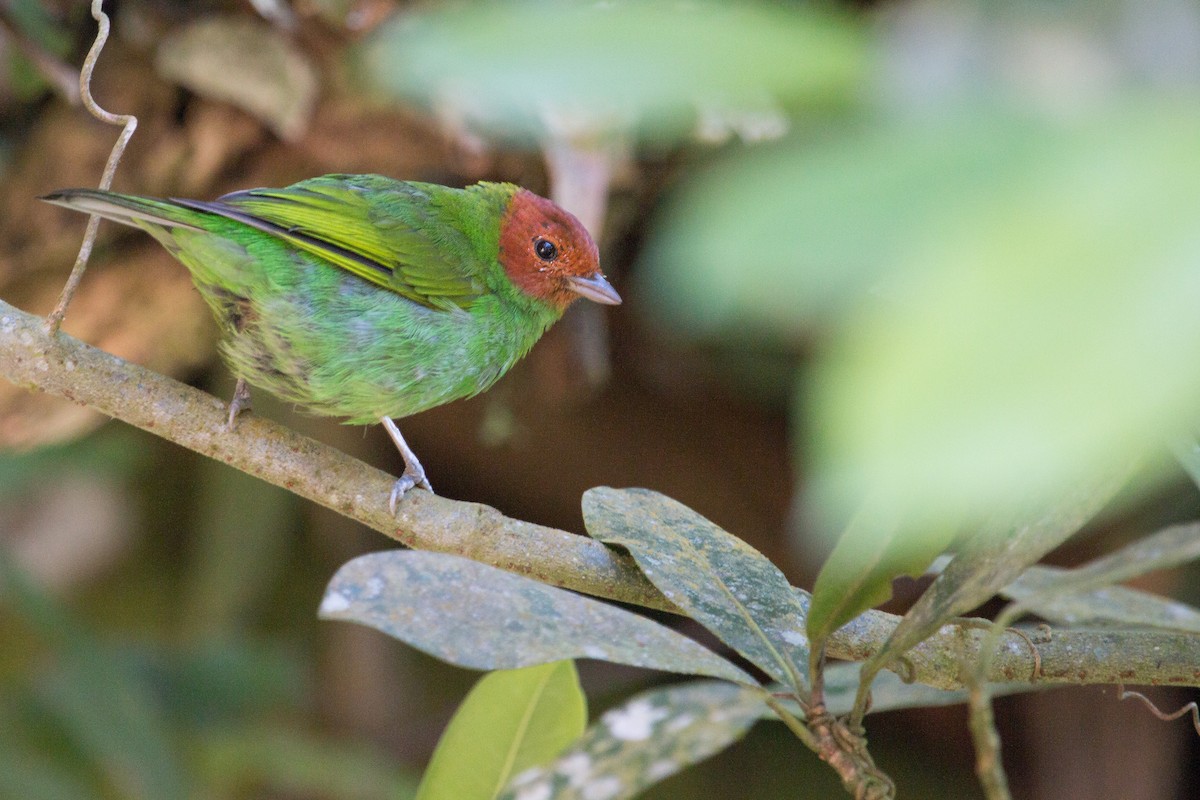 Bay-headed Tanager - Jhonathan Miranda - Wandering Venezuela Birding Expeditions