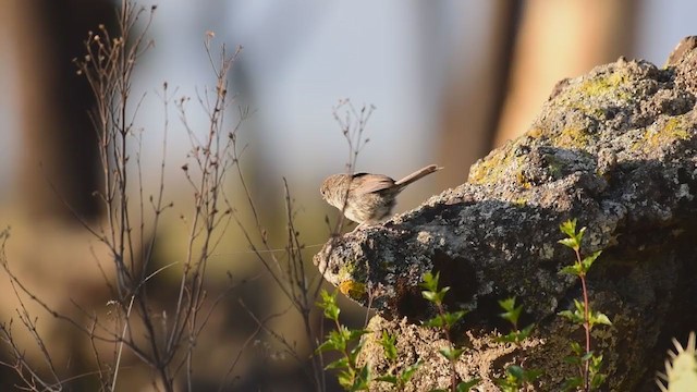 Rufous-crowned Sparrow - ML257537901