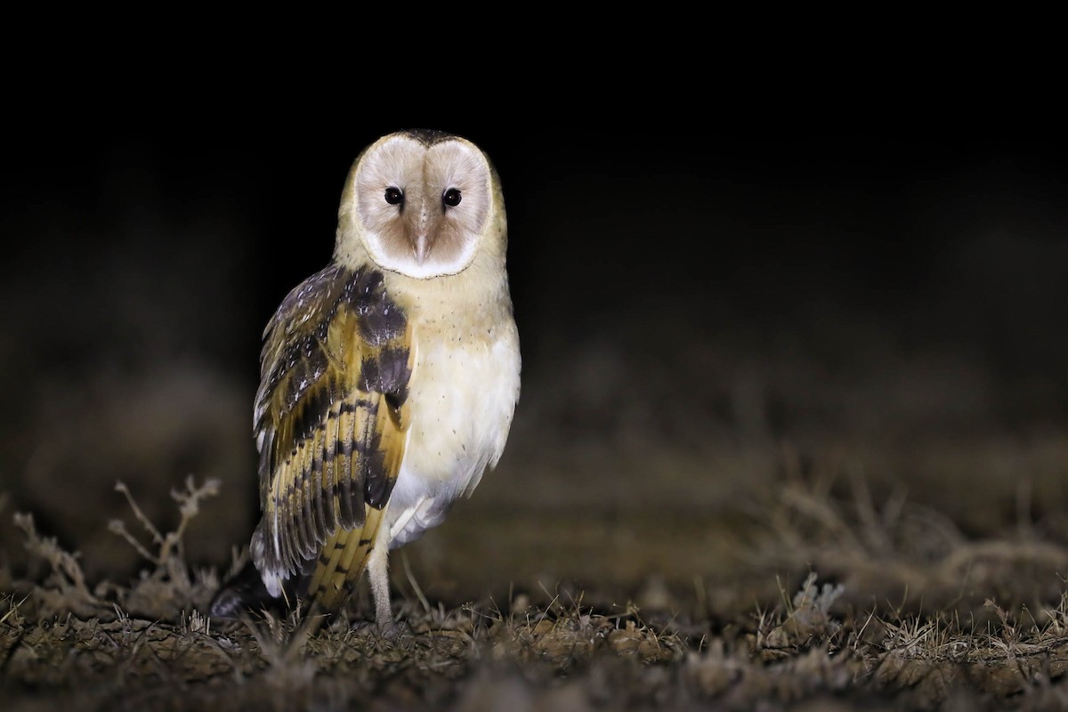 Australasian Grass-Owl - ML257538421