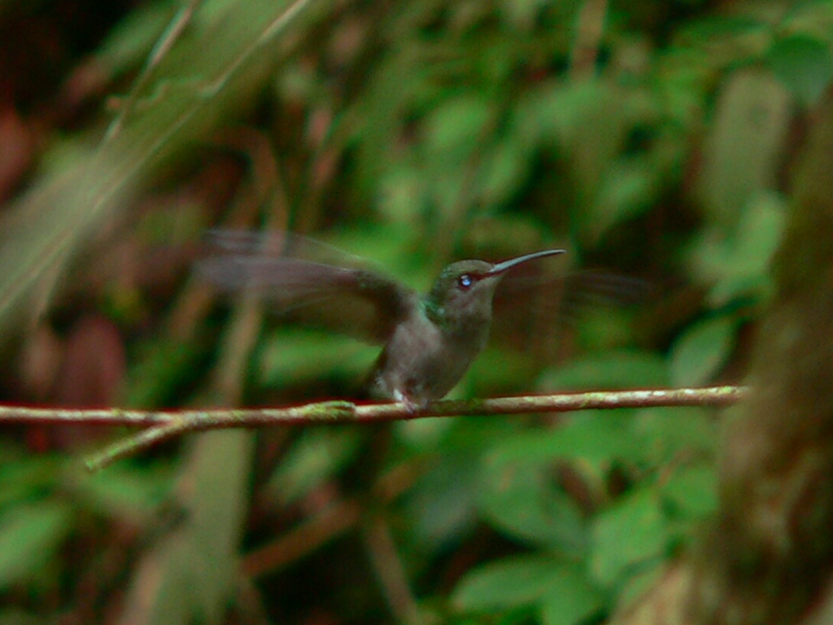 Tumbes Hummingbird - Charley Hesse TROPICAL BIRDING