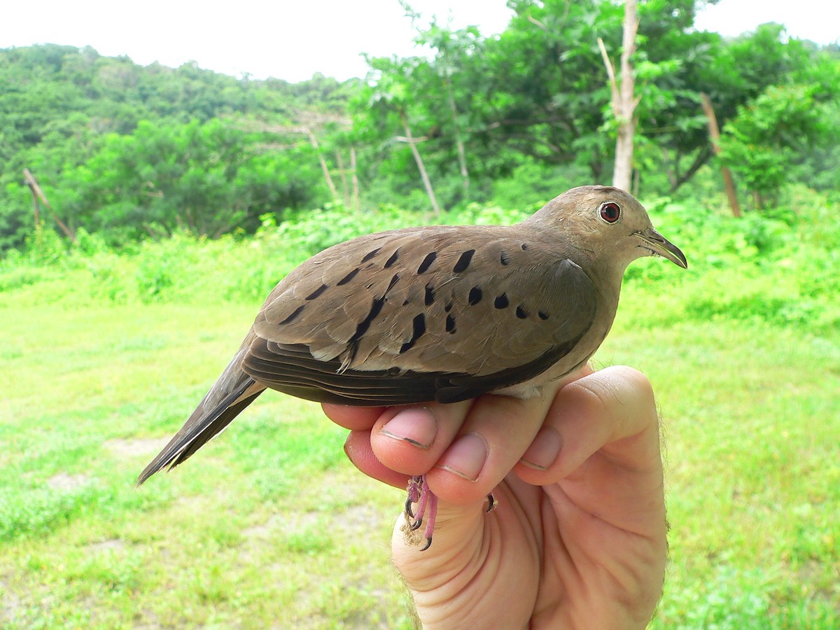 Ecuadorian Ground Dove - Charley Hesse TROPICAL BIRDING