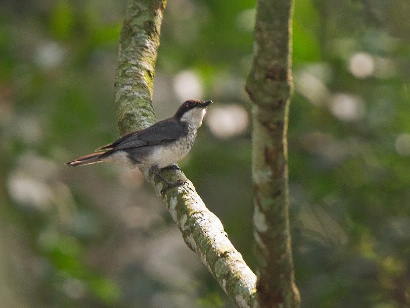 African Forest-Flycatcher - Niall D Perrins