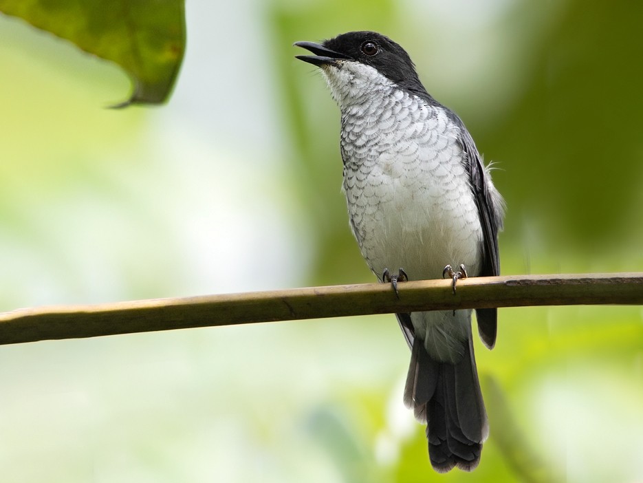 African Forest-Flycatcher - eBird