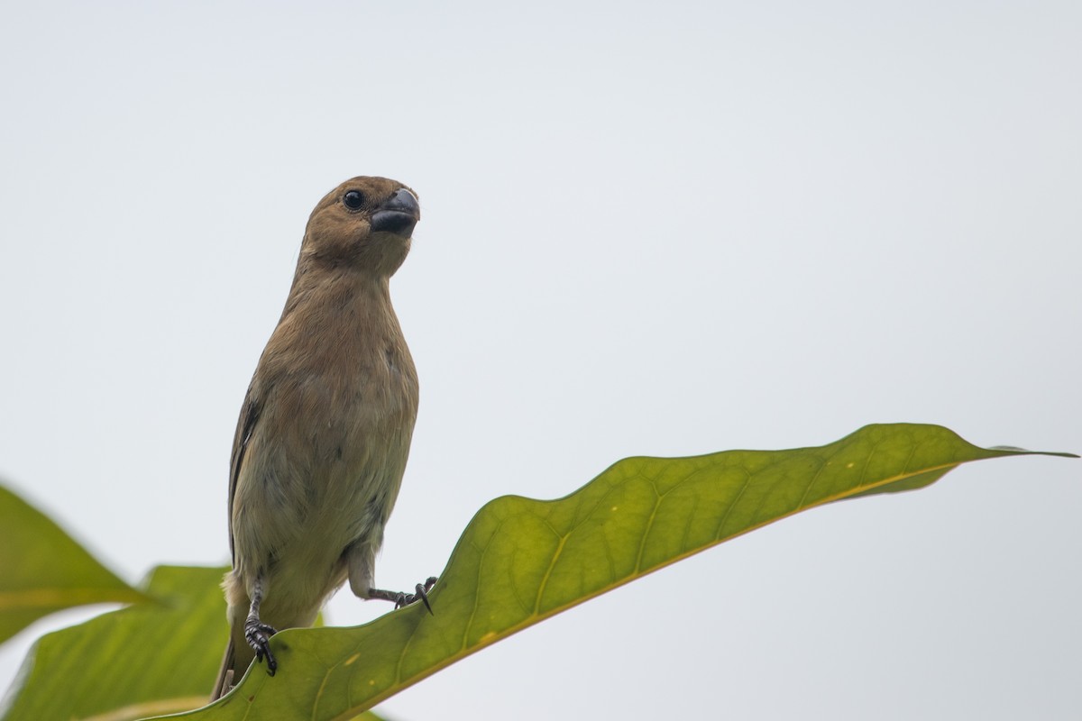 Gray Seedeater - Jhonathan Miranda - Wandering Venezuela Birding Expeditions