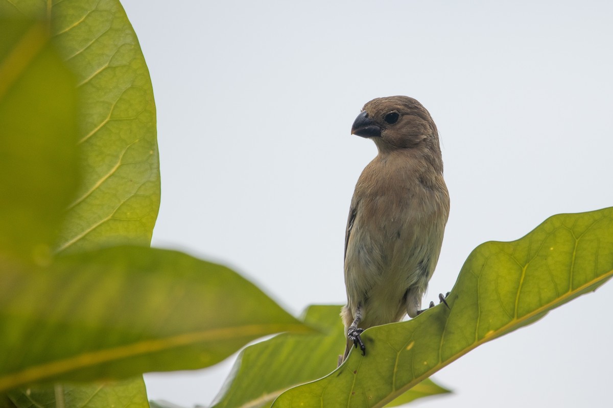 Gray Seedeater - ML257543381