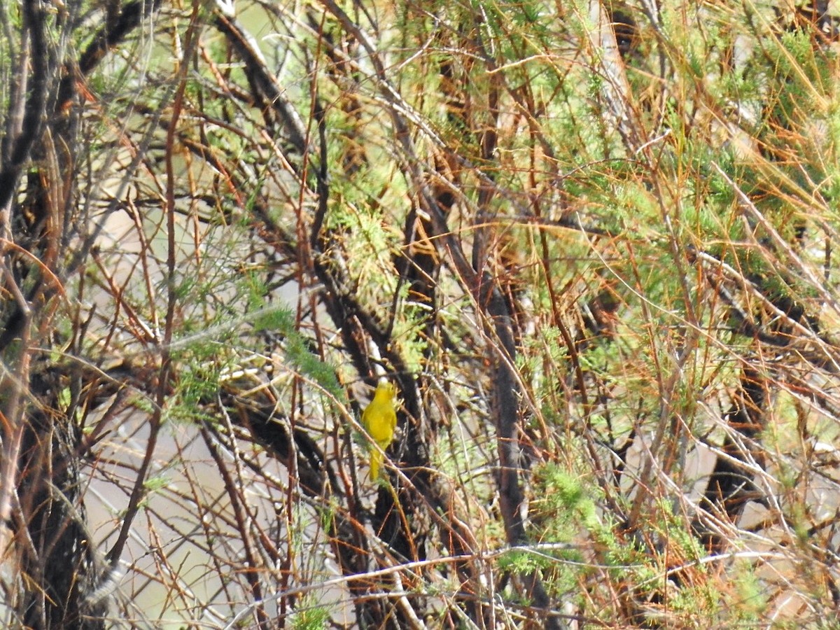 Yellow Warbler - ML257546501