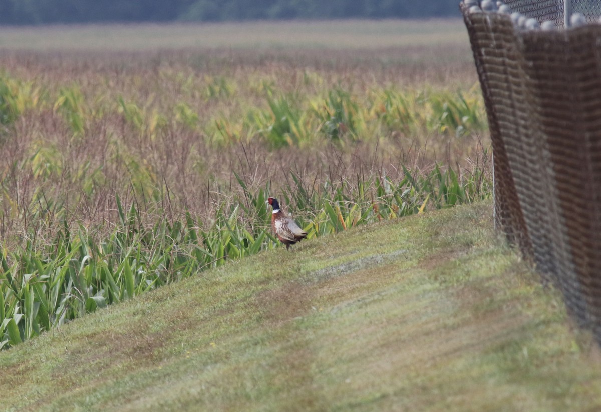 Ring-necked Pheasant - Richard Garrigus