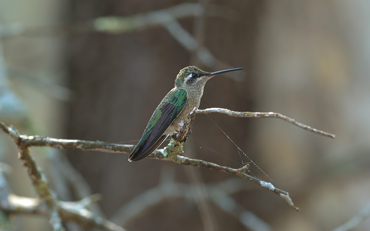 hummingbird sp. - ML257557181