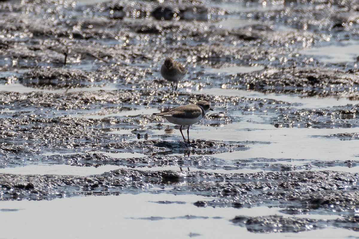 Semipalmated Plover - ML257558121