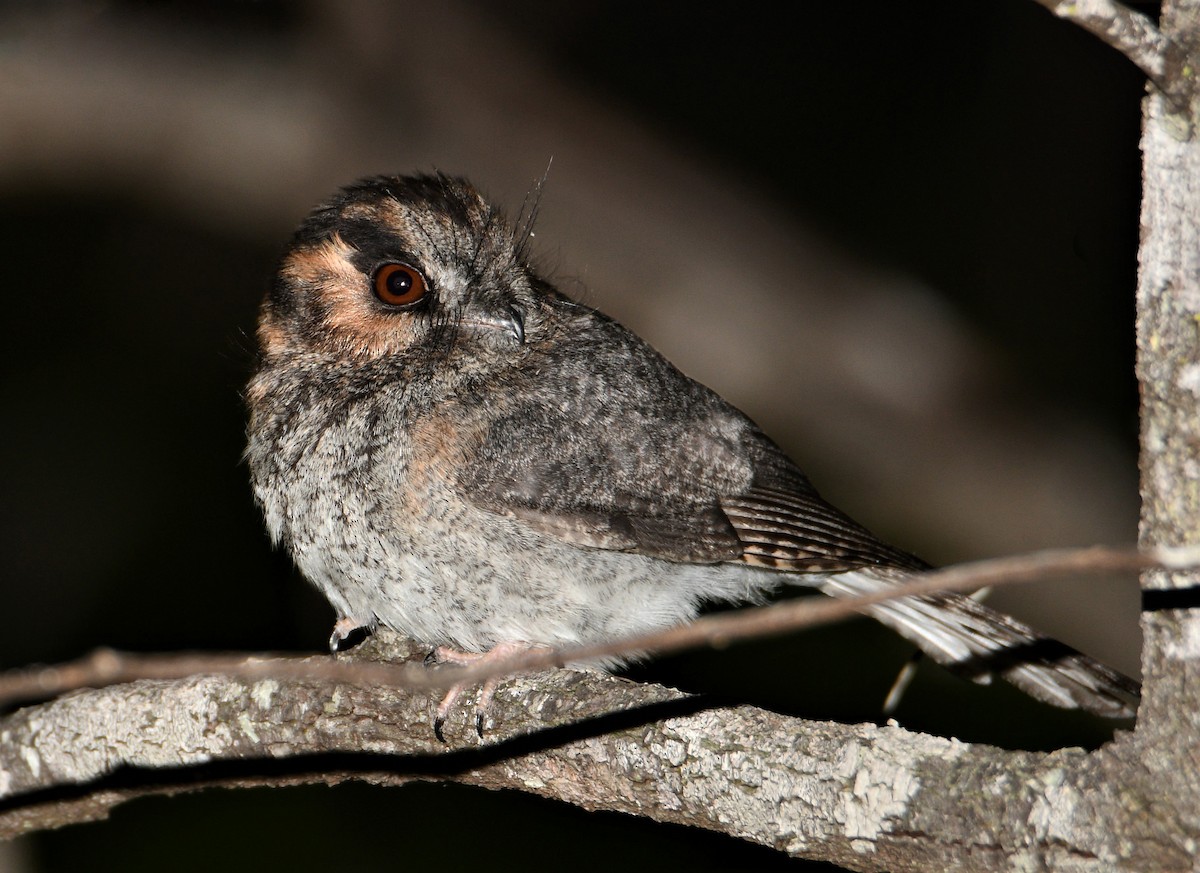 Australian Owlet-nightjar - ML257558881