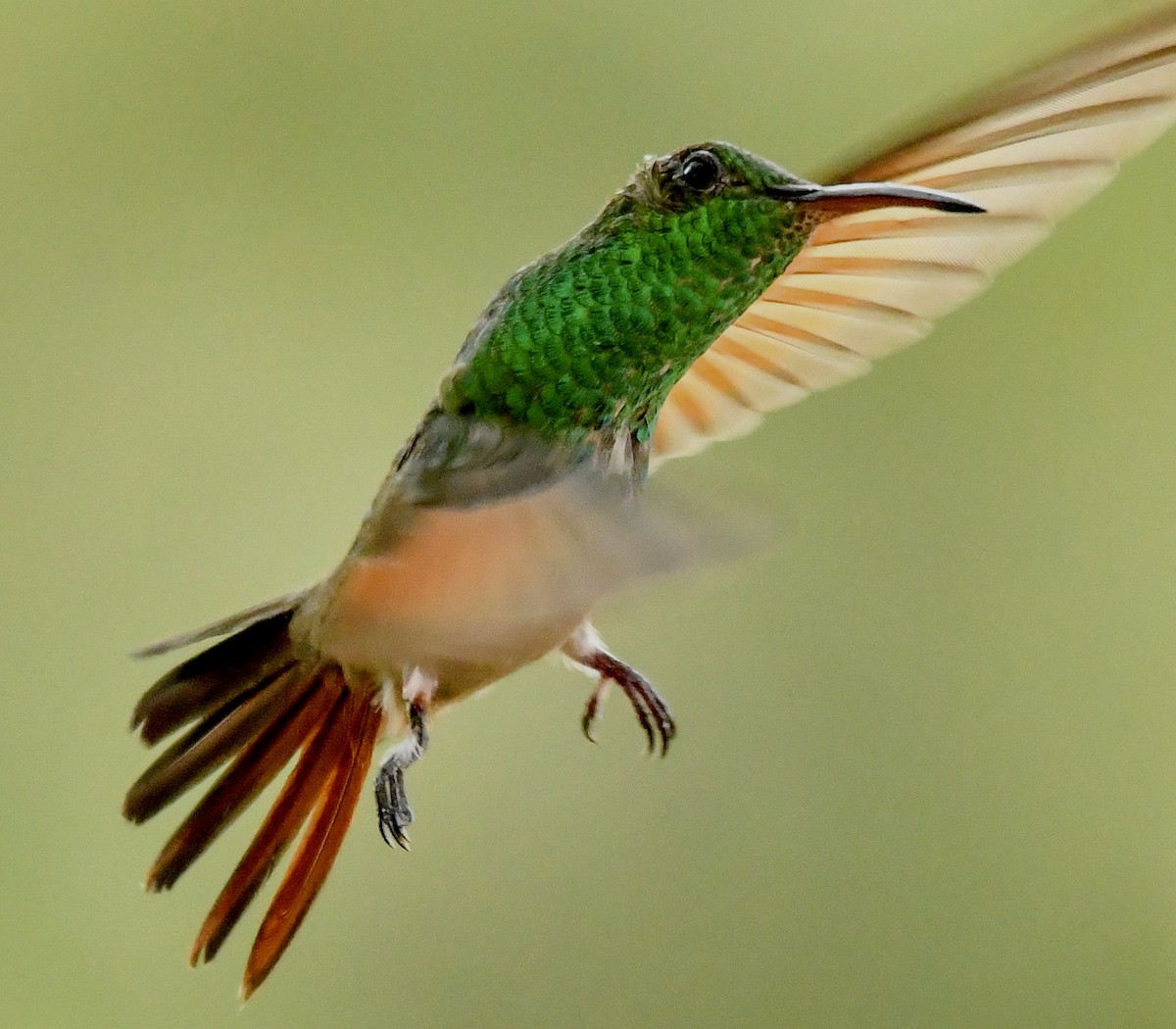 Berylline Hummingbird - DT Bowen 🐦‍⬛🪶