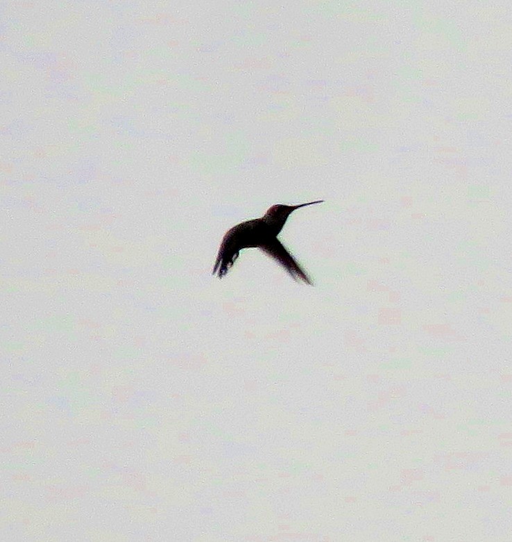 Black-chinned Hummingbird - ML257562491