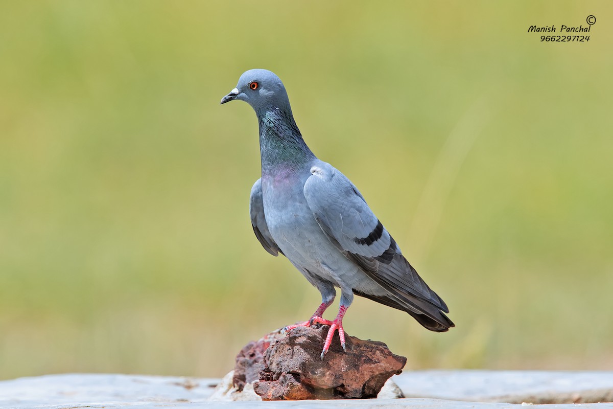 Rock Pigeon (Feral Pigeon) - ML257565741