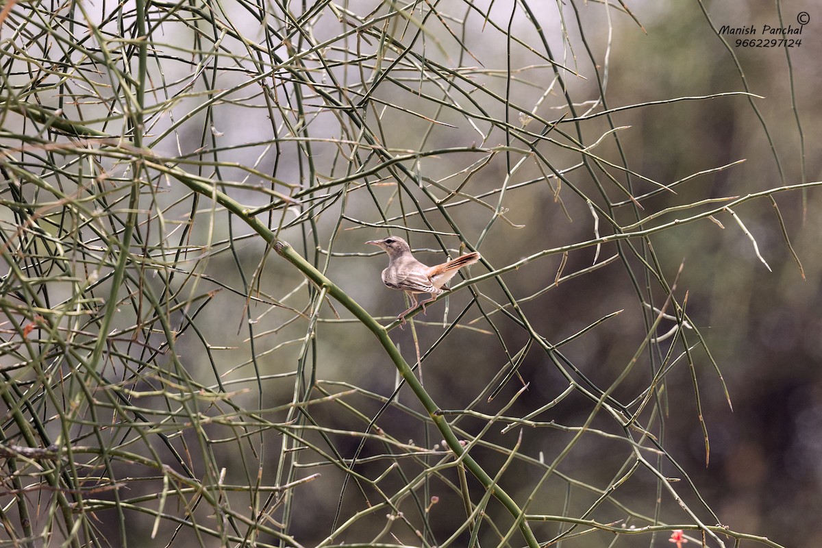 Rufous-tailed Scrub-Robin (Rufous-tailed) - Manish Panchal