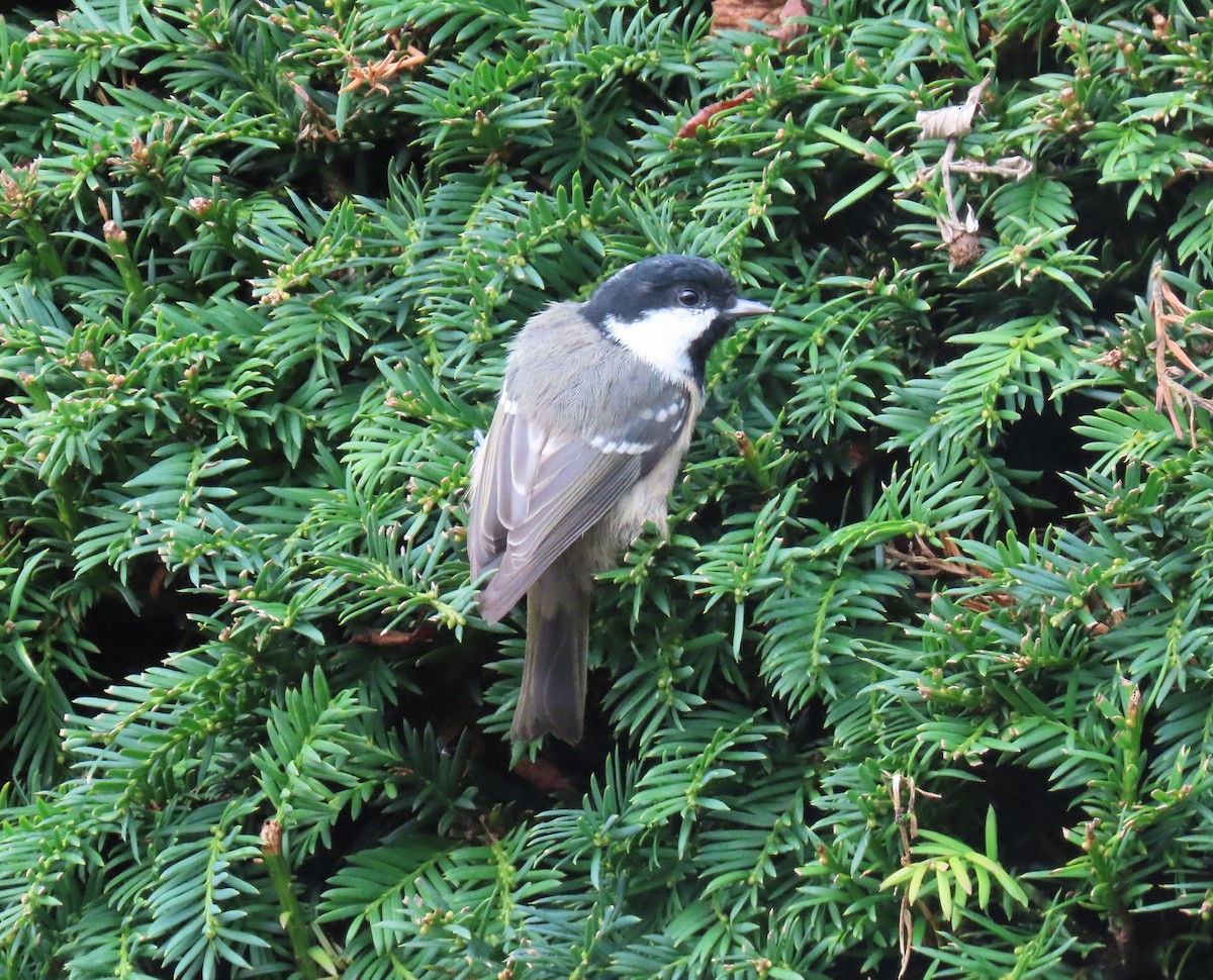 Coal Tit - Stephen Younger