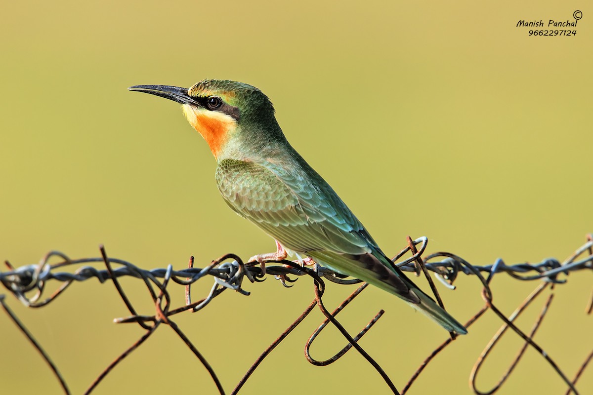 Blue-tailed Bee-eater - Manish Panchal