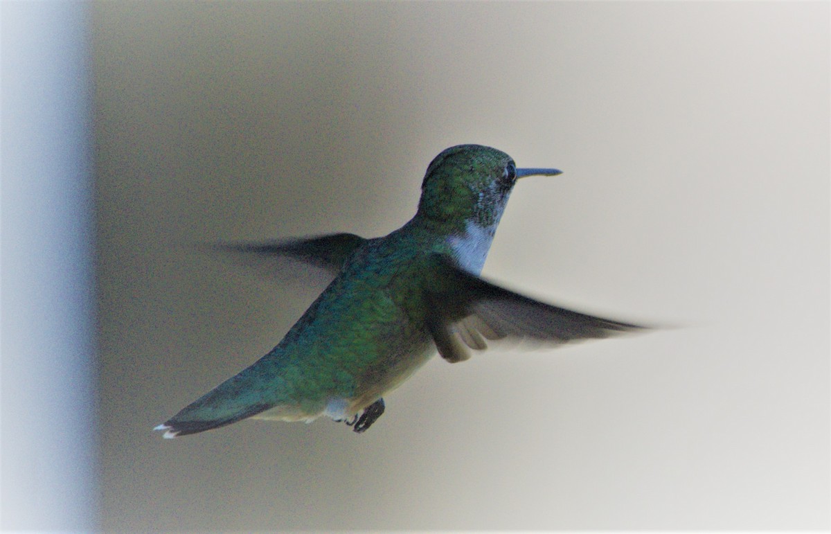 Ruby-throated Hummingbird - ML257575451