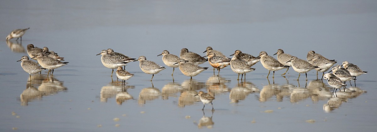 Red Knot - ML257578401
