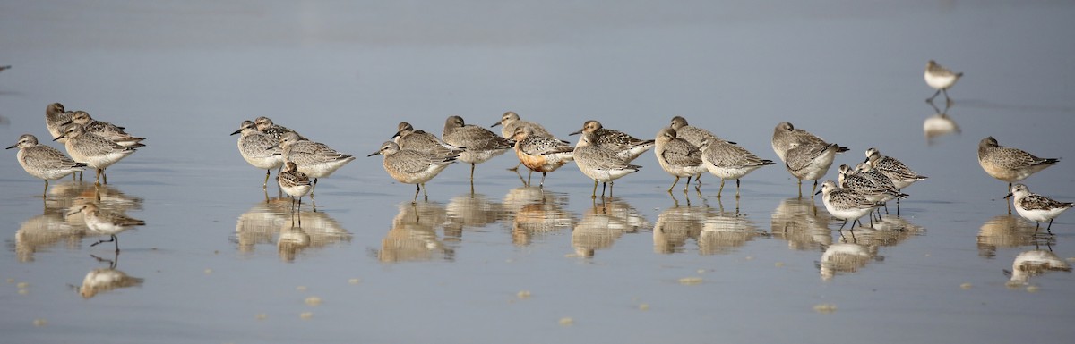Red Knot - ML257578541