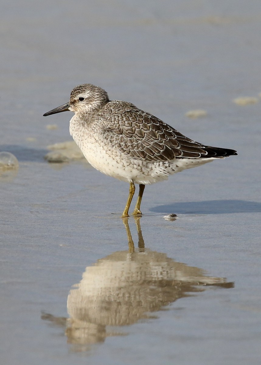 Red Knot - ML257578741