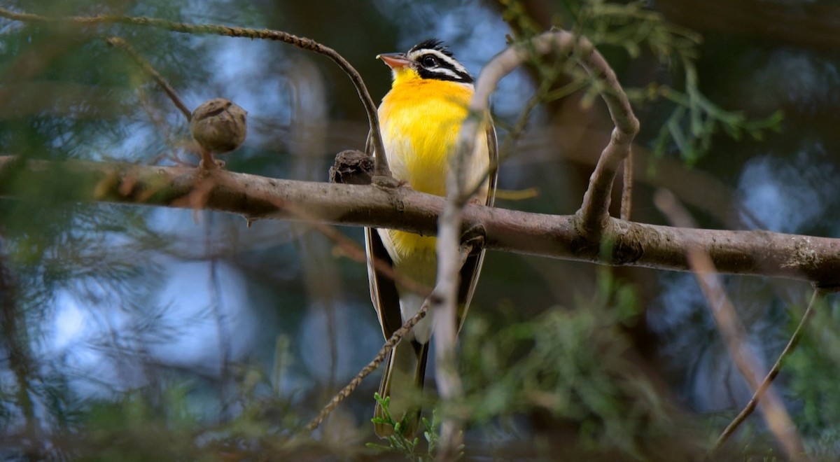 Golden-breasted Bunting - ML257579221