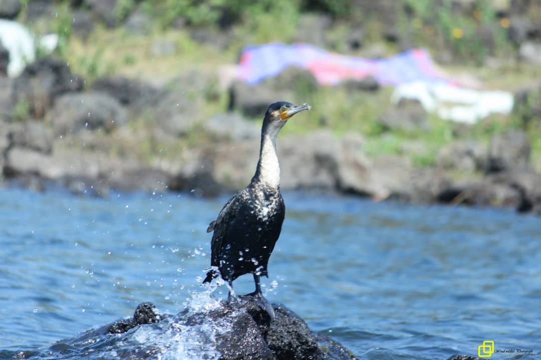 Great Cormorant (White-breasted) - Pacifique Nshimiyimana