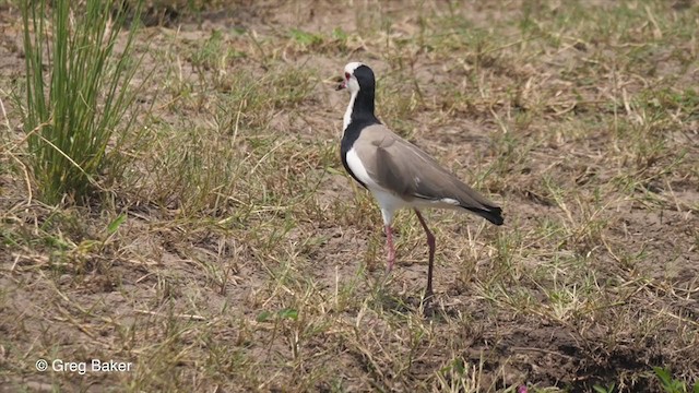  - Long-toed Lapwing