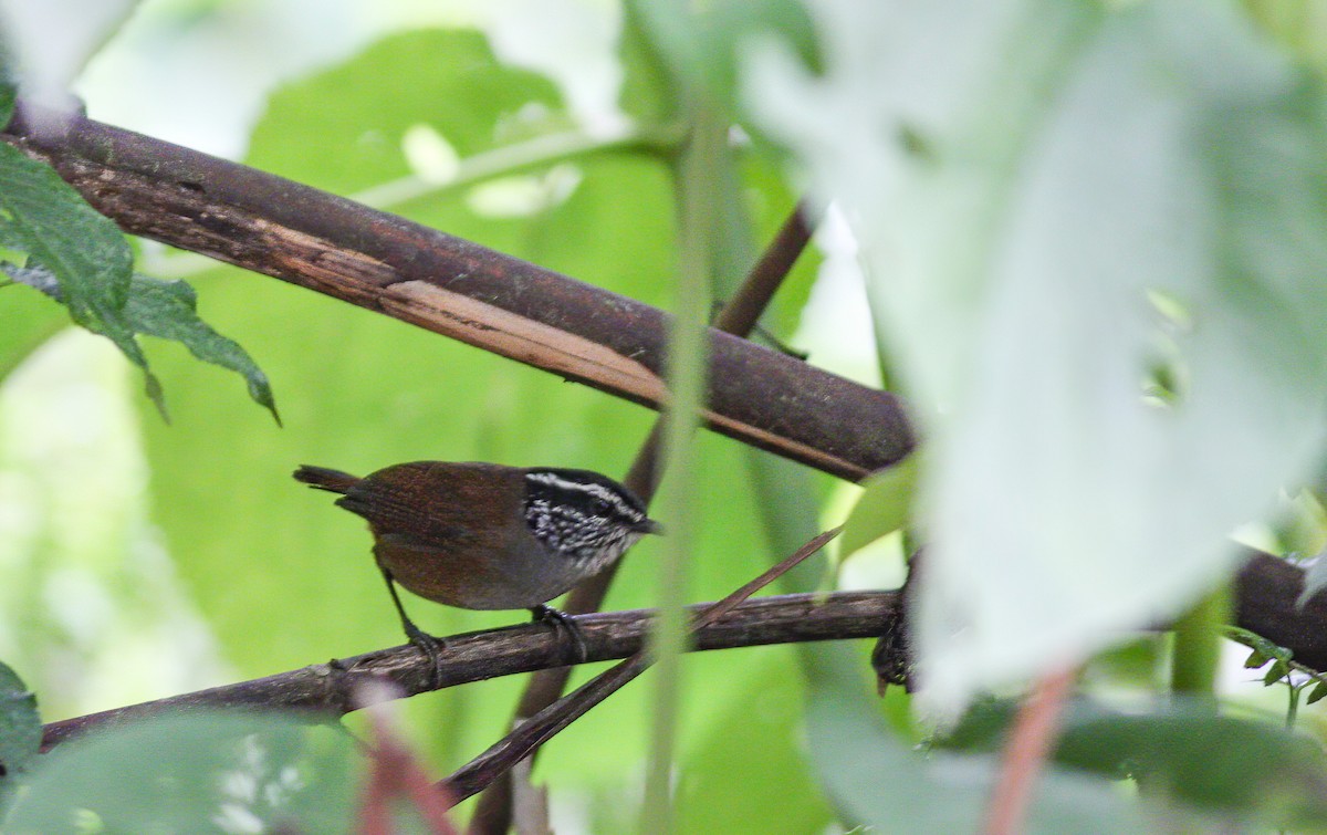 Gray-breasted Wood-Wren - Per Smith