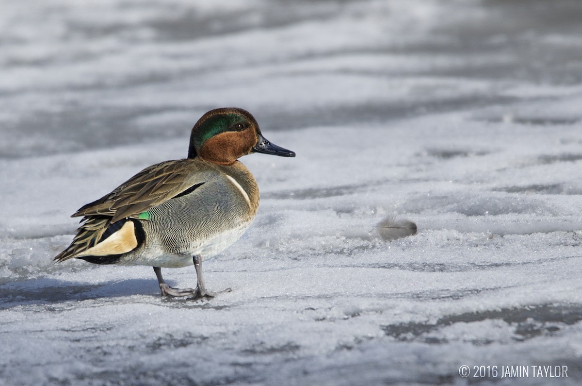 Green-winged Teal - ML25758471