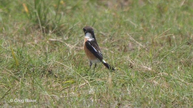 African Stonechat (African) - ML257584881
