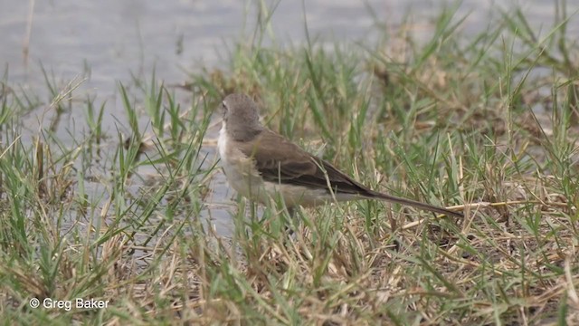 Cape Wagtail - ML257584921