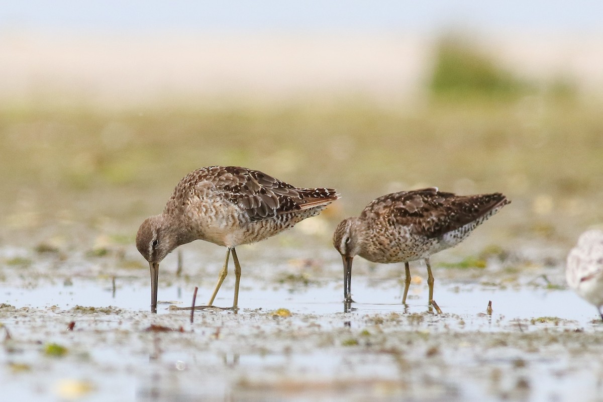 Long-billed Dowitcher - ML257590671