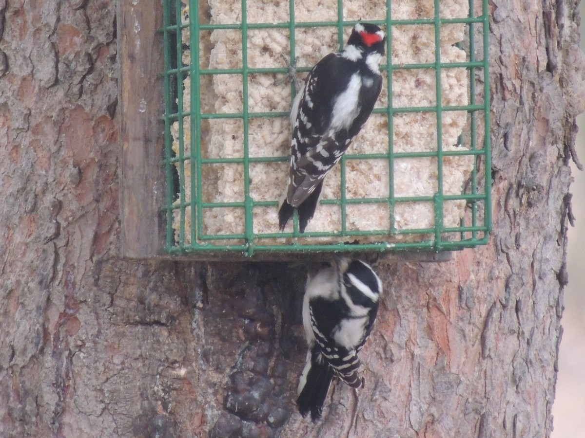 Downy Woodpecker - ML25759151