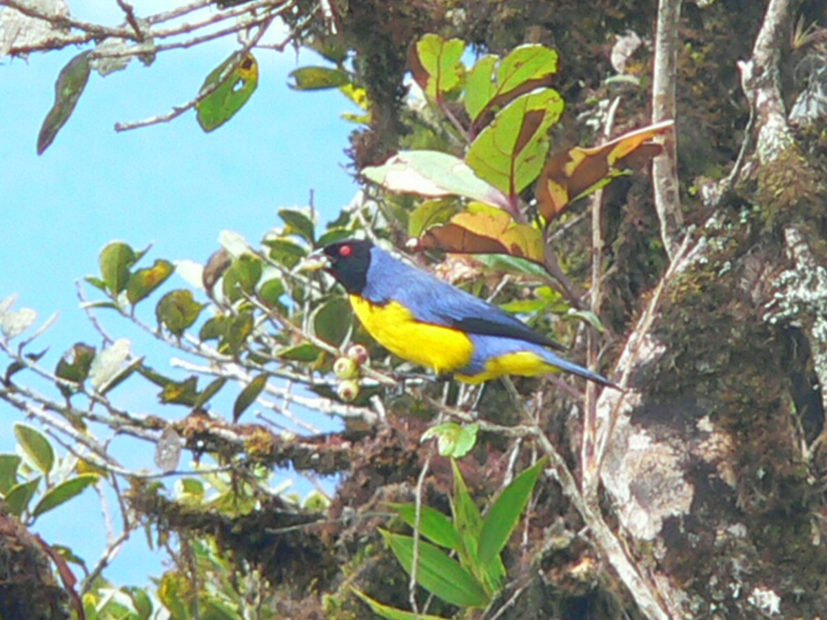 Hooded Mountain Tanager - ML257592511