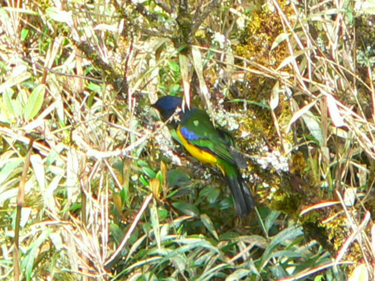 Black-chested Mountain Tanager - ML257592561