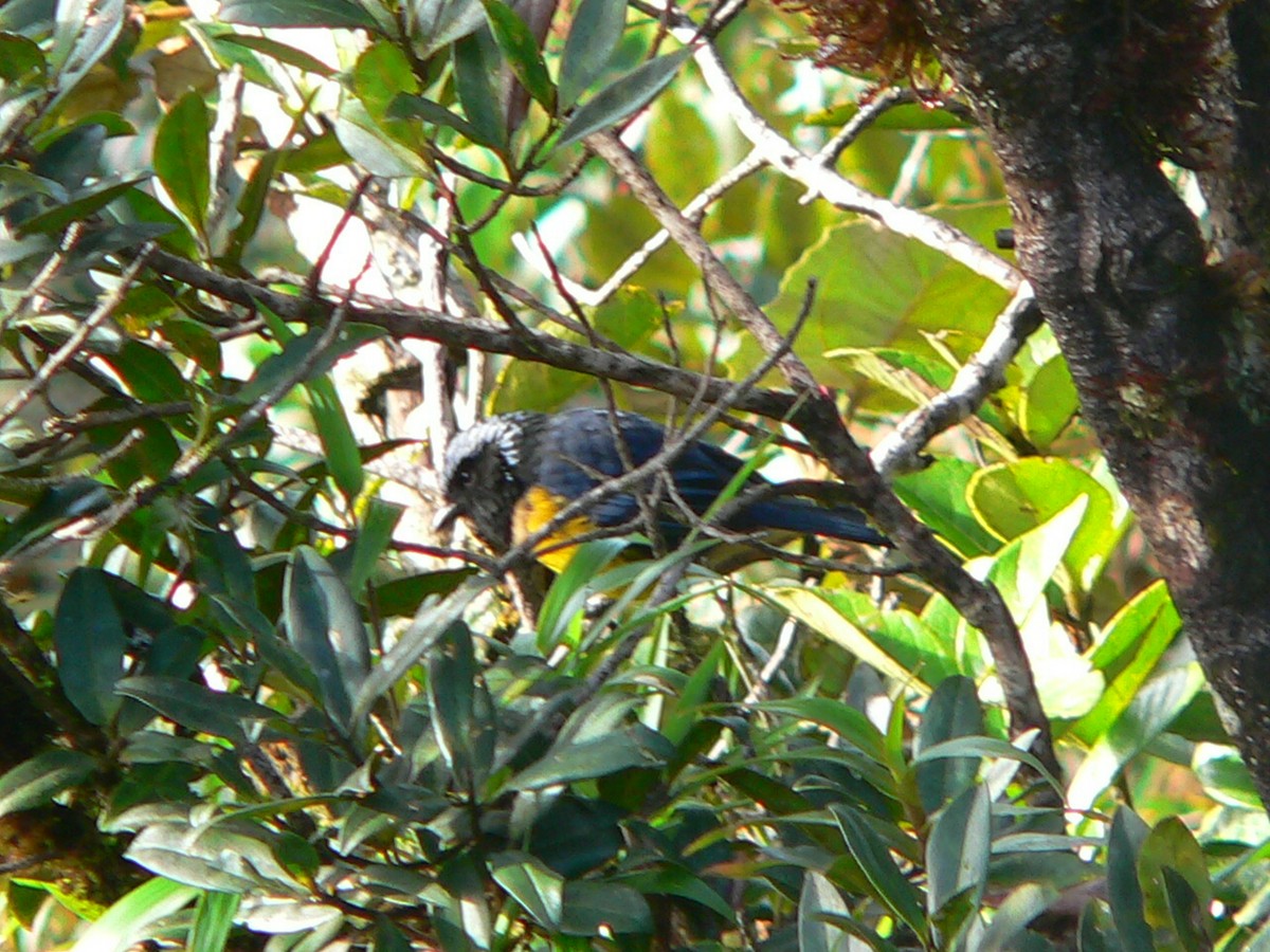 Buff-breasted Mountain Tanager - ML257592631
