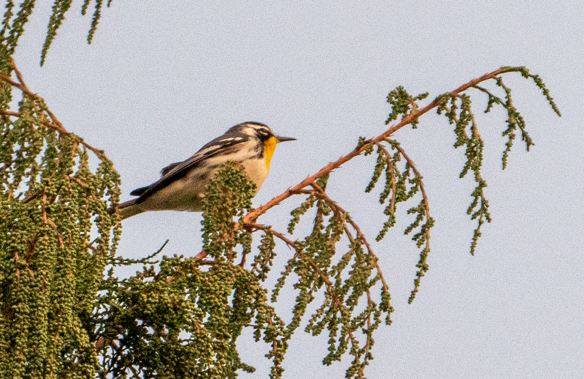 Yellow-throated Warbler - ML257595101
