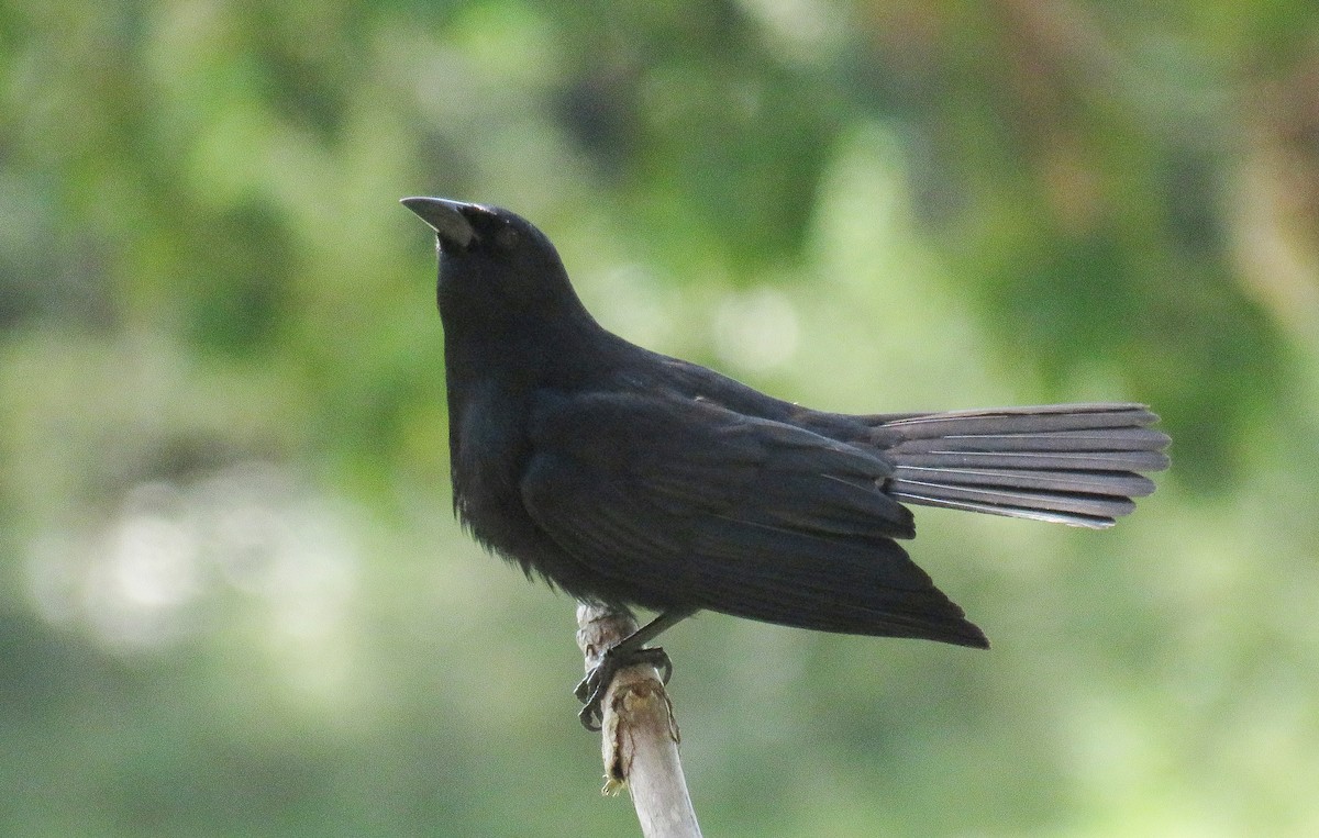 Cuban Blackbird - Aarre Ertolahti