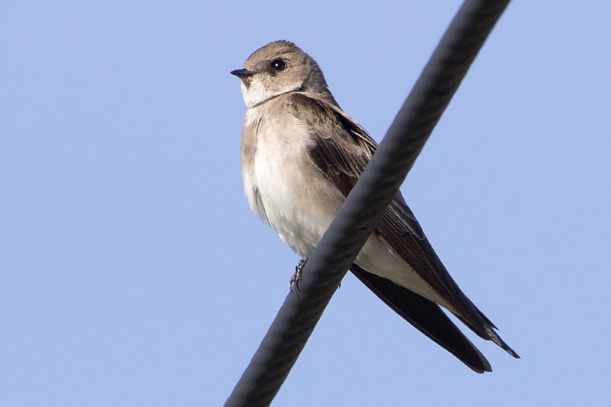 Northern Rough-winged Swallow - Bradley Hacker 🦜