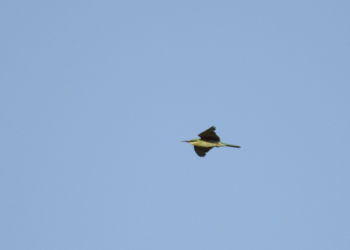 Blue-tailed Bee-eater - MAYANK NAMDEO
