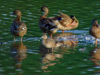 Blue-winged Teal, ML257604841