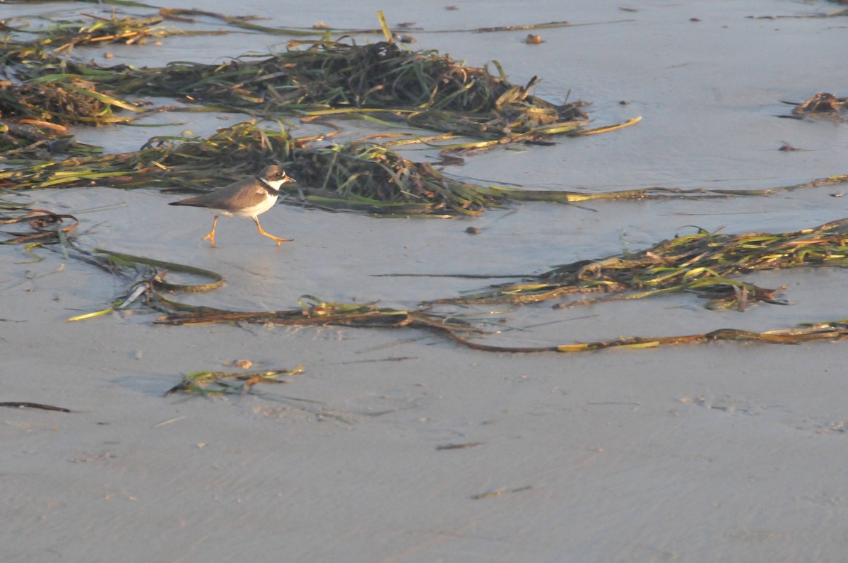 Semipalmated Plover - ML257605381